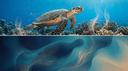 Species spotlight